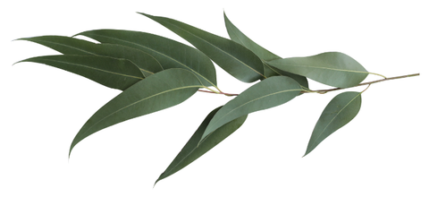 Eucalyptus smithii leaf