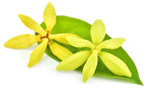 Ylang Ylang Flowers and leaves used in the Ylang Ylang Essential Oil Production process