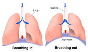 breathing-mechanics356