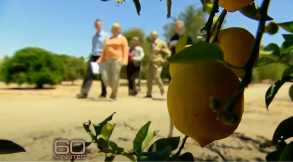 Natural Flavorists at a Citrus Grove in California