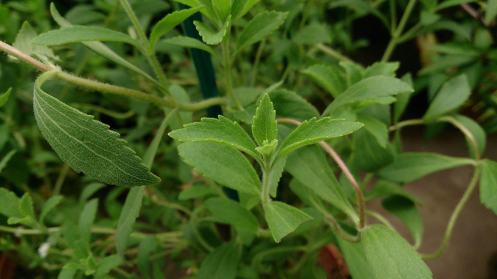 Tisana Drenante con Stevia - Bio Mondo