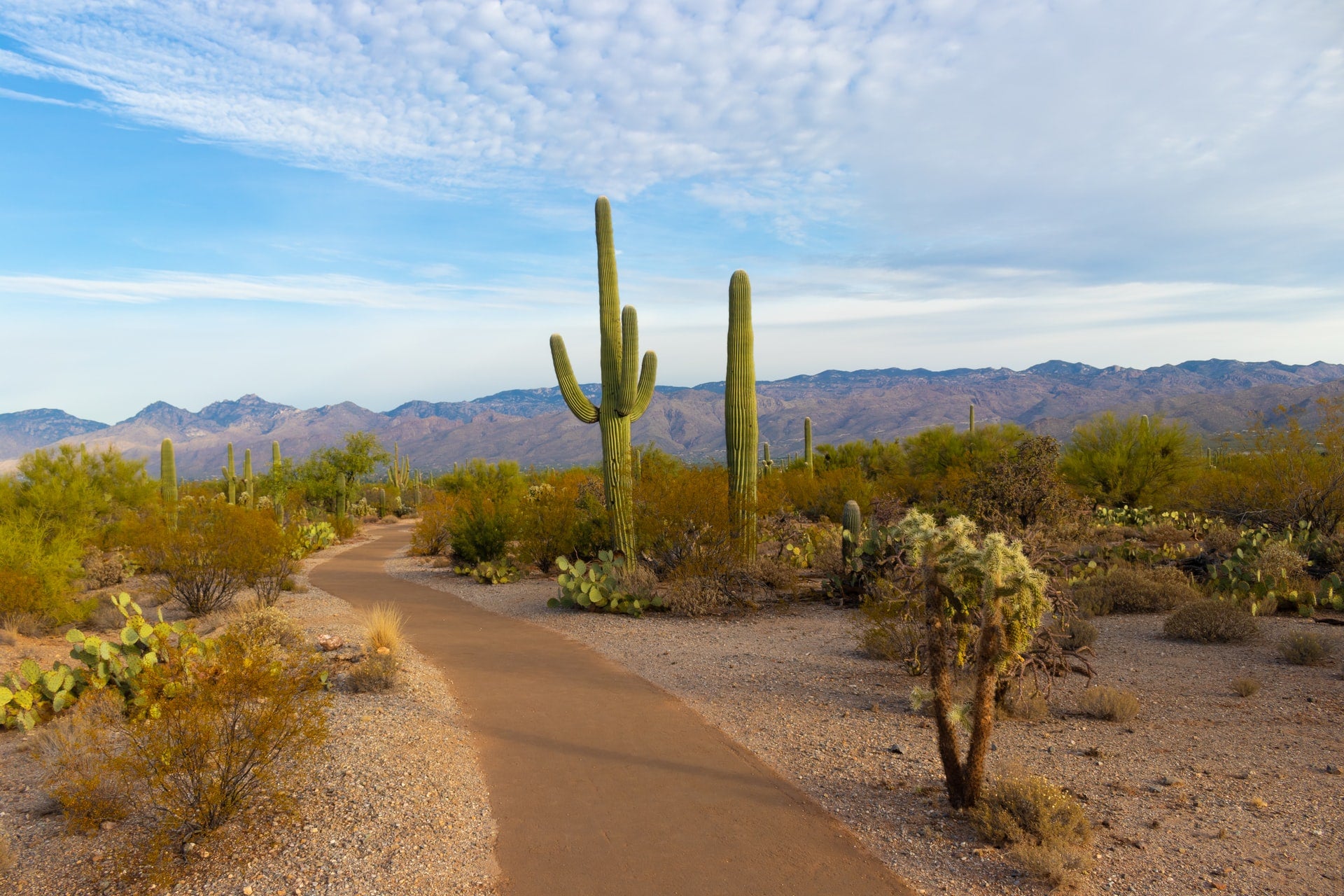 Arizona desert with cacti