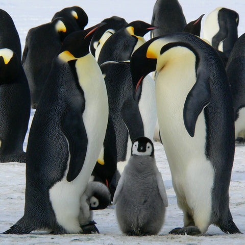penguin adoption gift