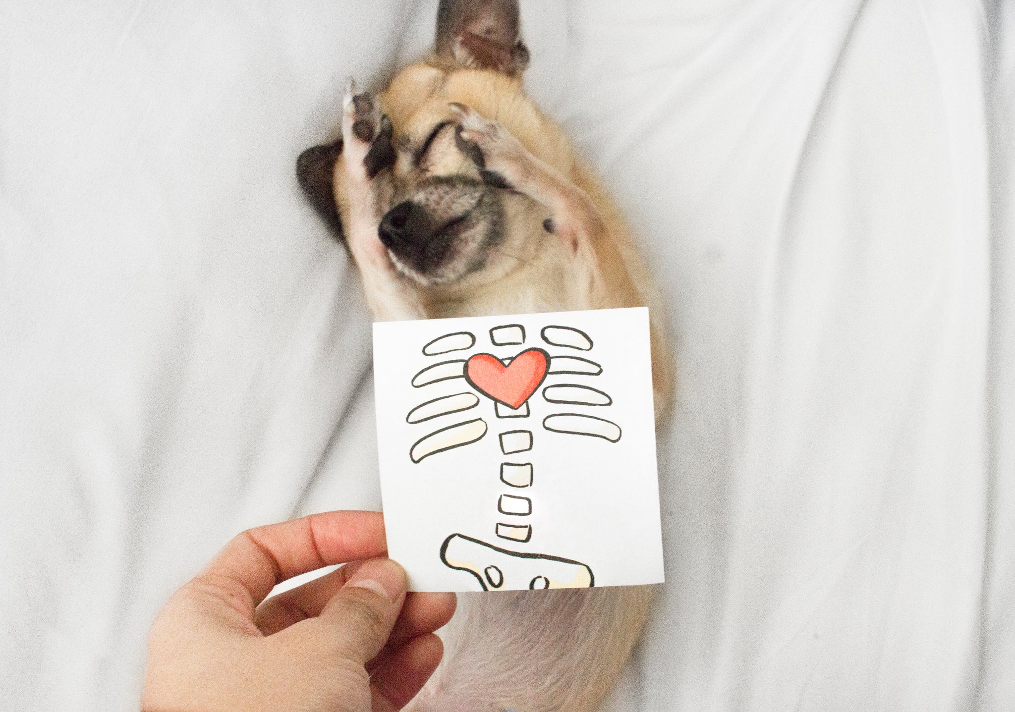 Karen's drawing of a skeleton torso with a red heart placed over her chihuahua. 