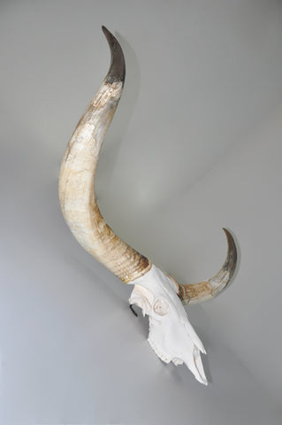 watusi european skull on a dead on display skull hanger mount bracket