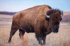 Bison_Occidentalis _rare_extinct_bison 