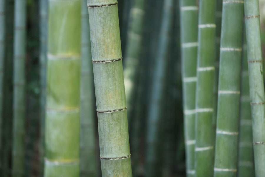 close up shot of bamboo poles