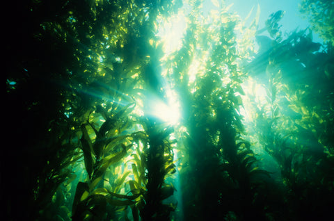 Sustainable boat care products can help protect kelp forests