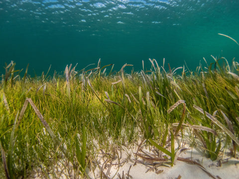 Sustainable boat care products can help protect sea grasses