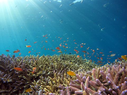 Sustainable boat care products can help protect coral reefs