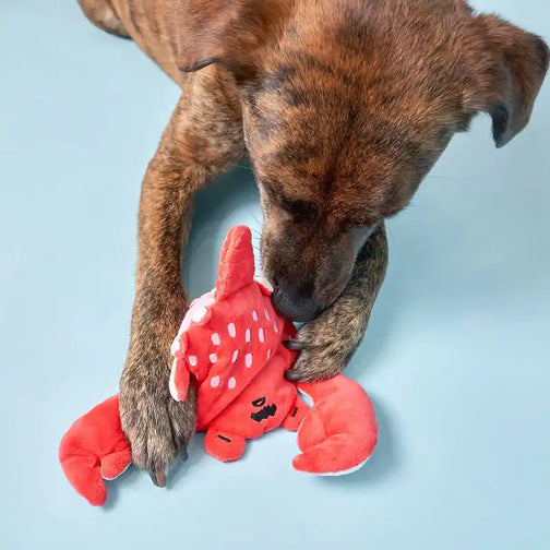 Dog playing with a red plush lobster toy on a light blue background