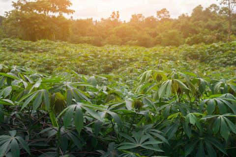 Maniokfelder - Hier wachsen die Wurzel für unser Maniokmehl