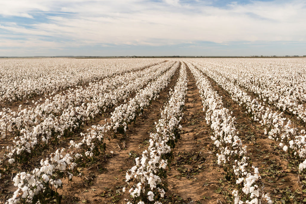 Cotton Boll Farm Field Texas Plantation Agriculture Cash Crop