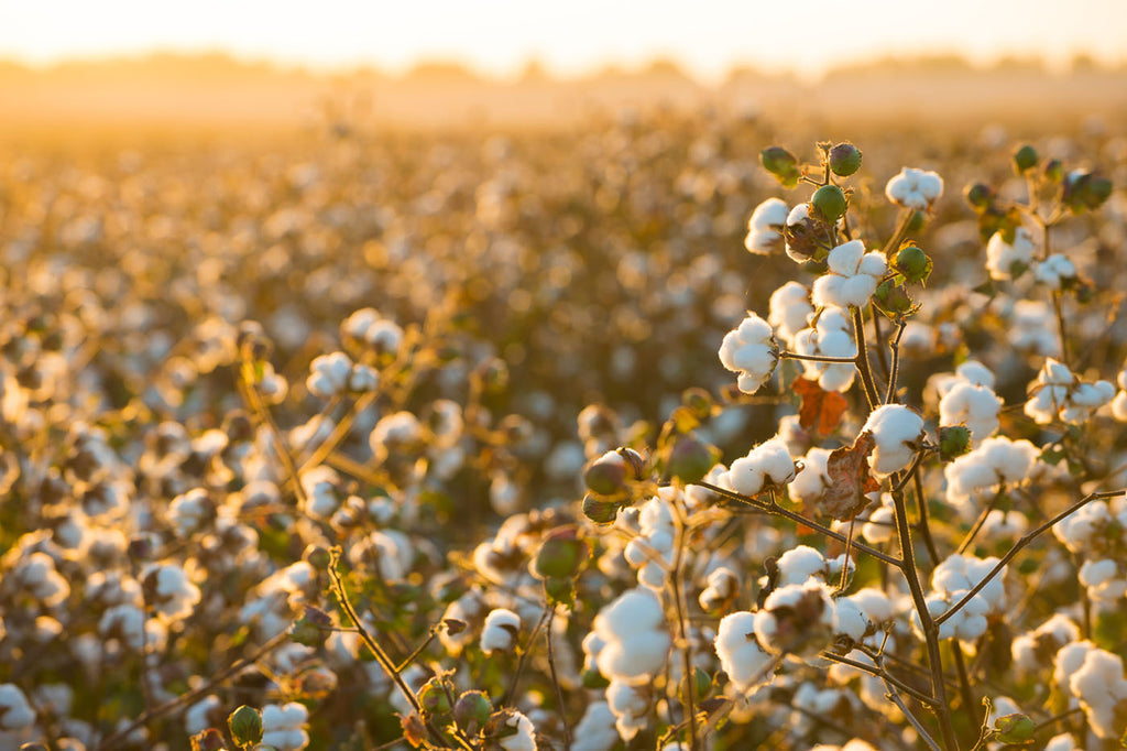 Cotton field in warm glow of sunset