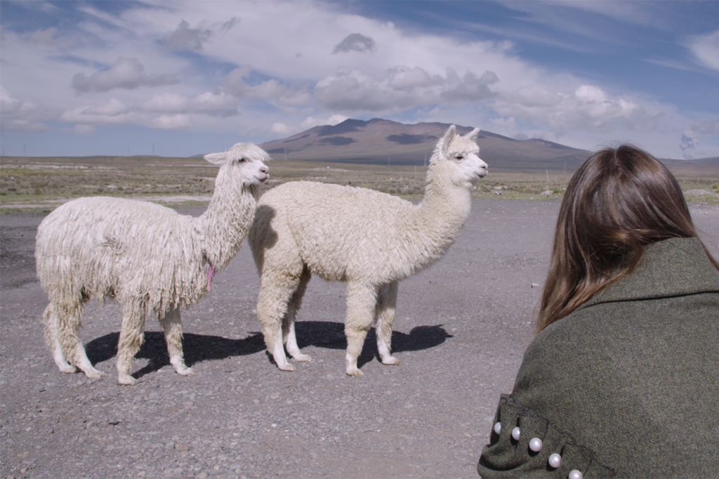 Back shot of Amy Powney standing with two white alpacas, taken from the Fashion Reimagined documentary</span></p> <p> </p>