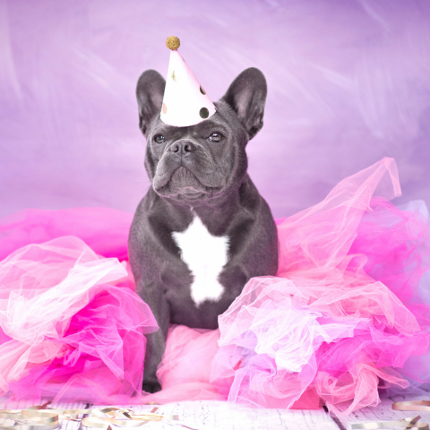 pink princess dog party