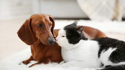 dog and cat on rug