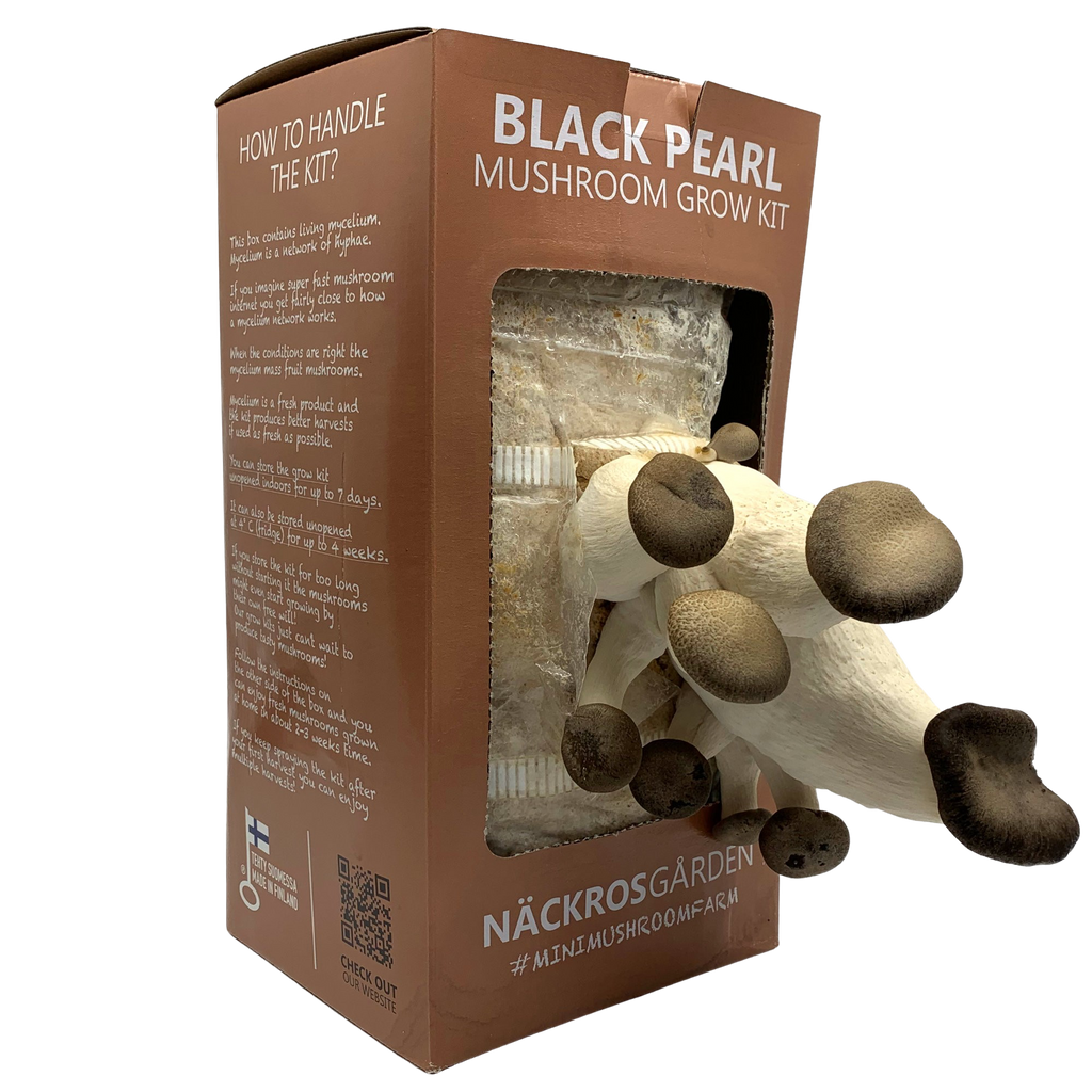 mushroom growing kit