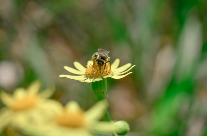 Bee sitting on fresh blooming flower