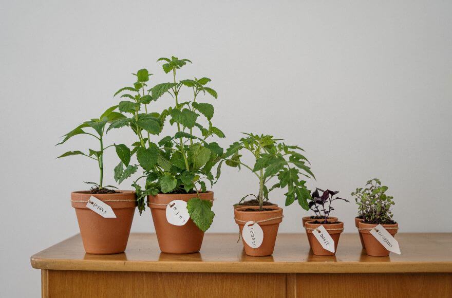 Photo of potted plants on wooden table