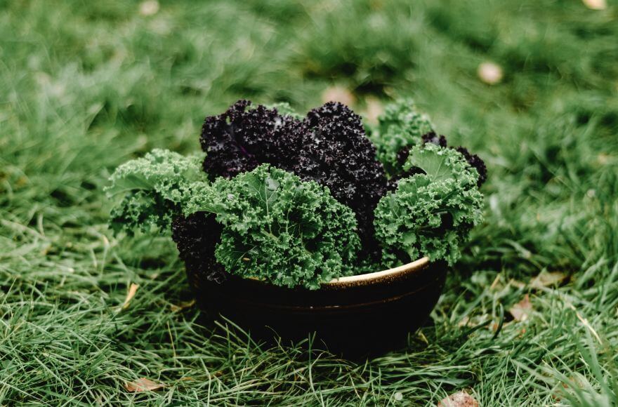 Bowl of green and black vegetables on green grass
