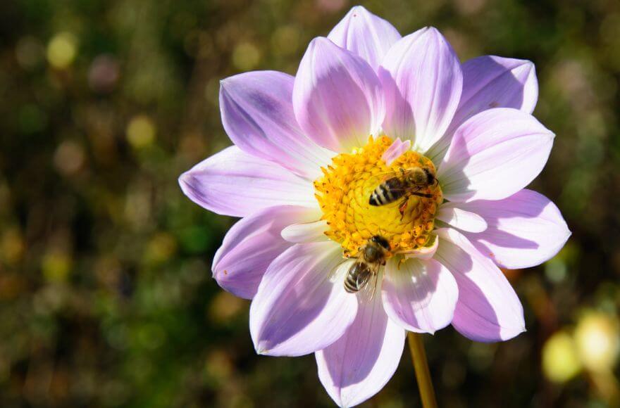 Two bees pollinating a white and pink flower