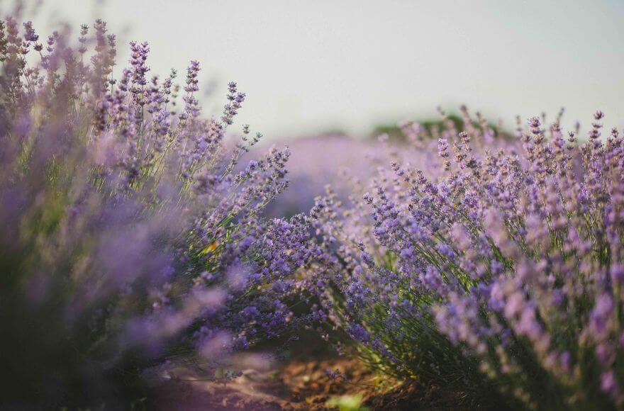 Purple lavender field