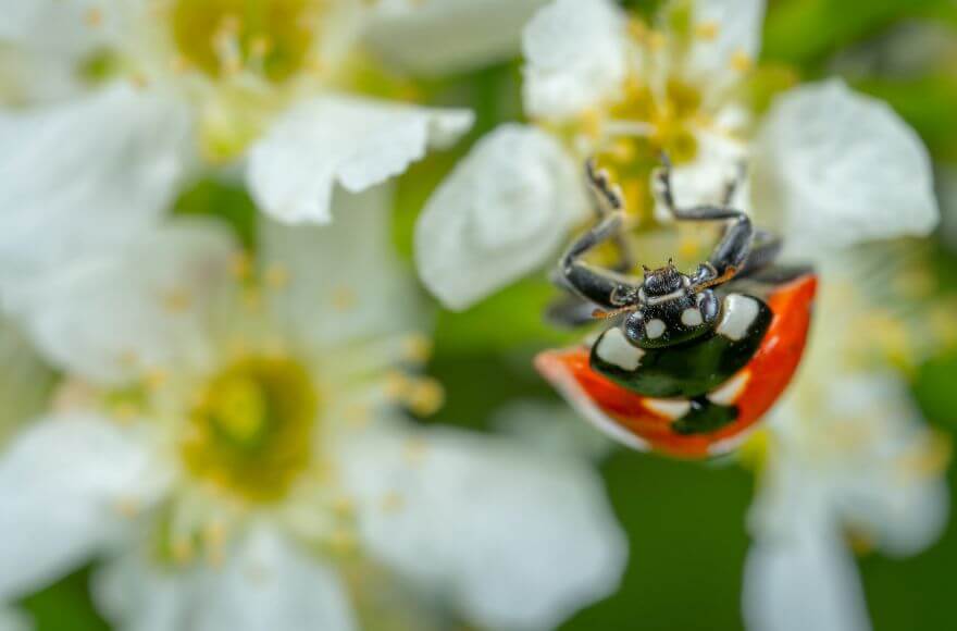 Photography of Ladybug Perched on White Petaled Flower