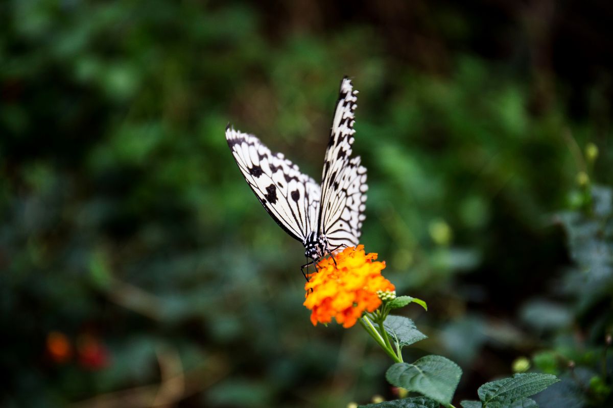 butterfly on flower