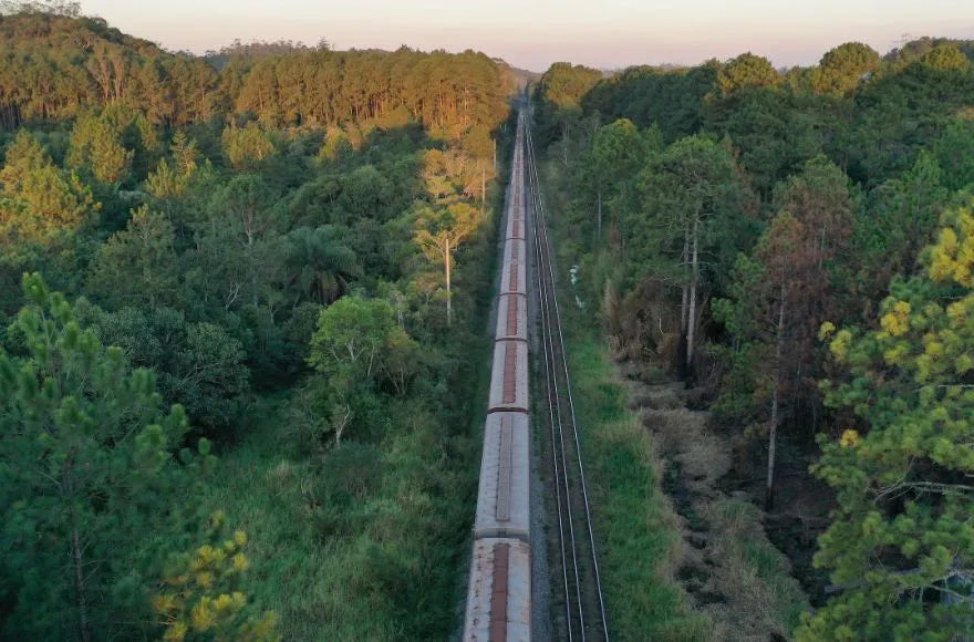 Train Riding in Dense Wood Landscape