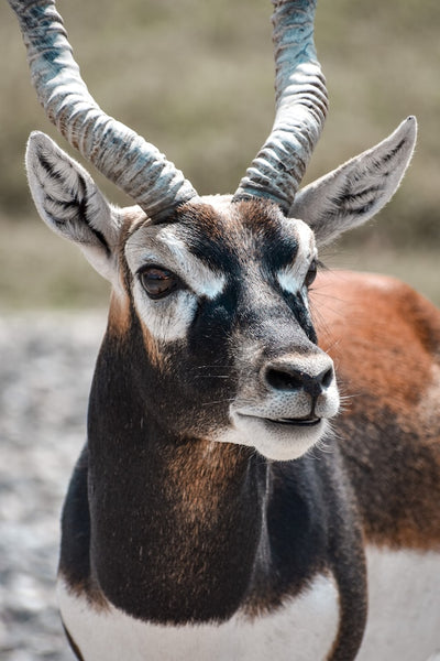 antelope symbolism and spiritual guide