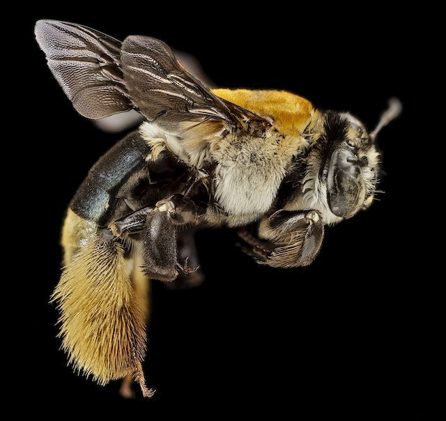 bee close up body