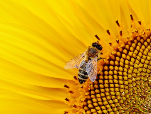 close up of bee on flower