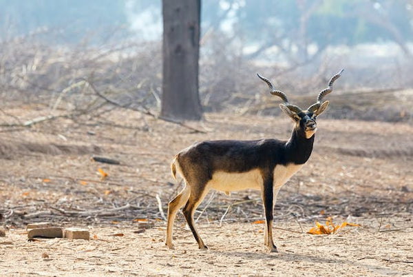 Blackbuck Antelope in India