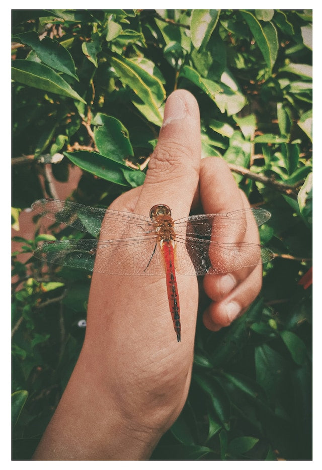 dragonfly on your hand meaning