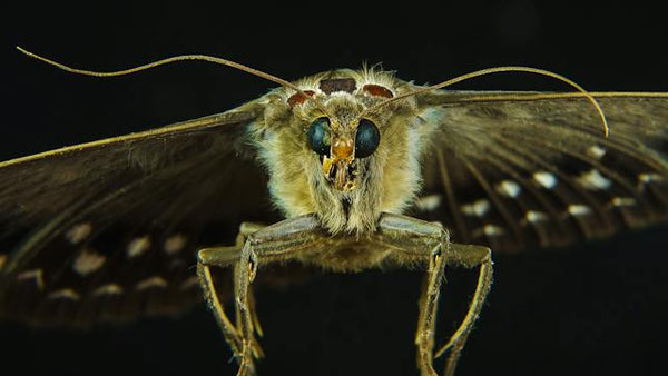 moth spiritual symbolism