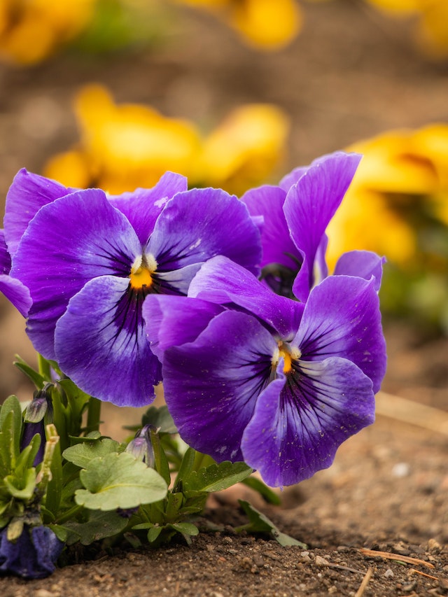 pansy for third eye chakra healing