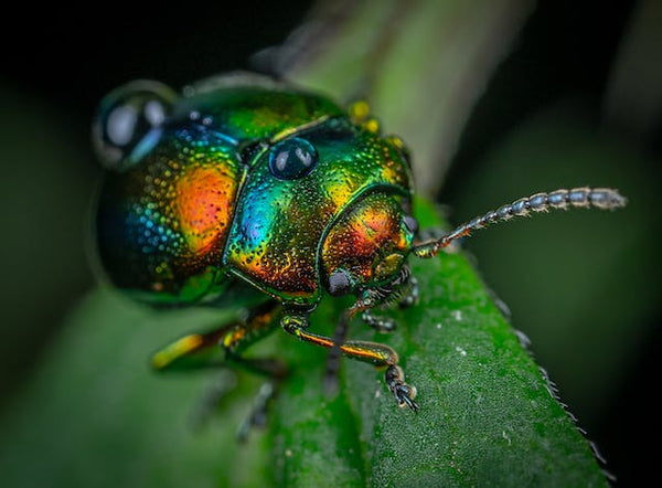scarab beetle insect