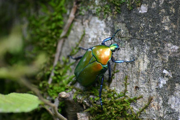 scarab beetle symbolism