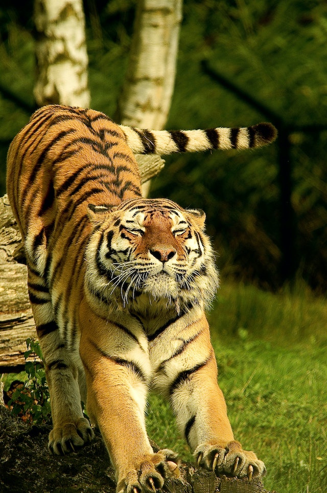 tiger stretching