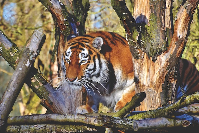 tiger spiritual symbolism