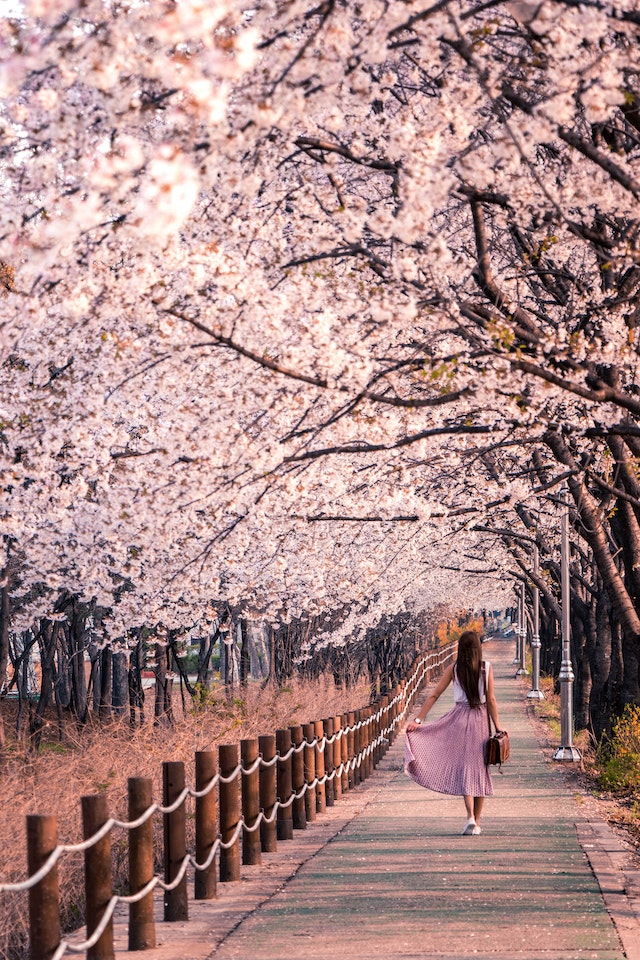walk under cherry blossom trees