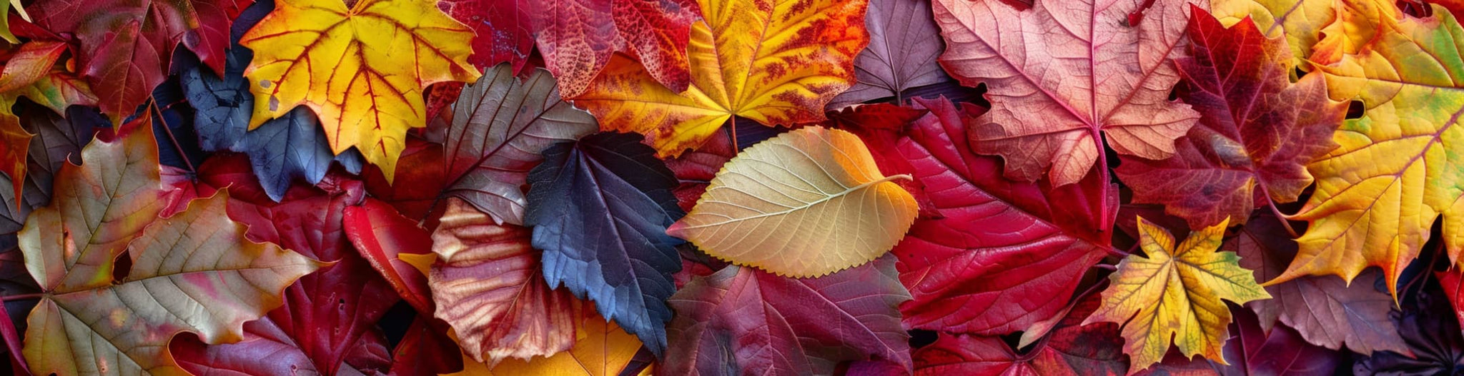 Let the colors of fall inspire you to add beauty to everyday life