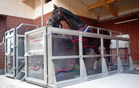 Aqua Training for Horses