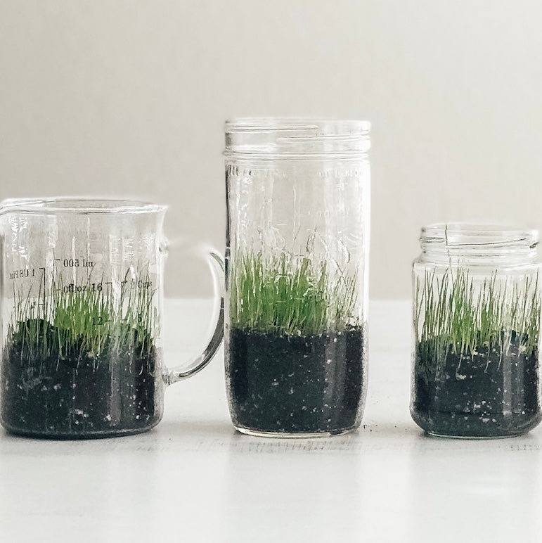 glass jars with grass growing in them