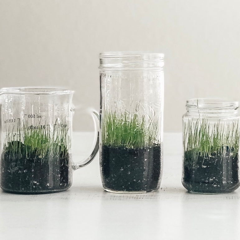 Growing Grass In A Cup - Little Bins for Little Hands