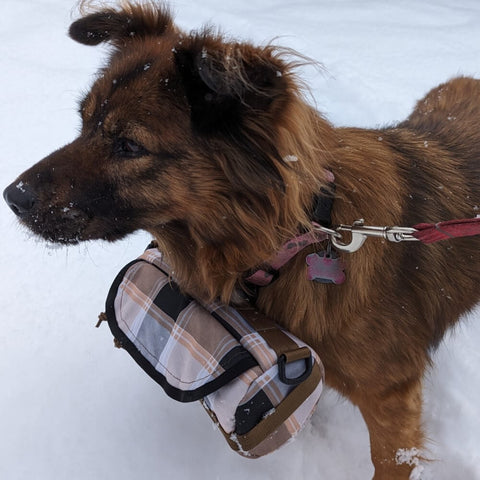 Dog with handlebar bag around neck