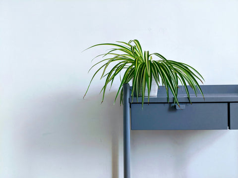 The Best Indoor Plants for Better Air Quality
