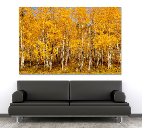 BEAUTIFUL AUTUMN Colorful Stands Of Aspen Trees