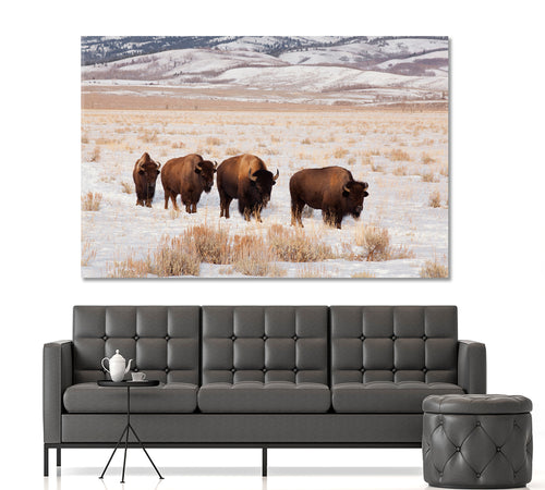 Field With Four American Bison